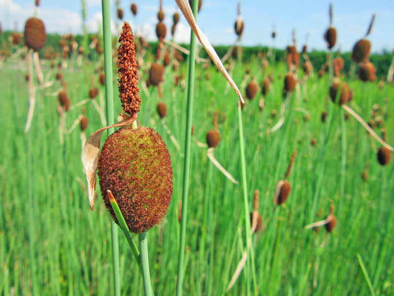 Typha minima - Zwerg-Rohrkolben